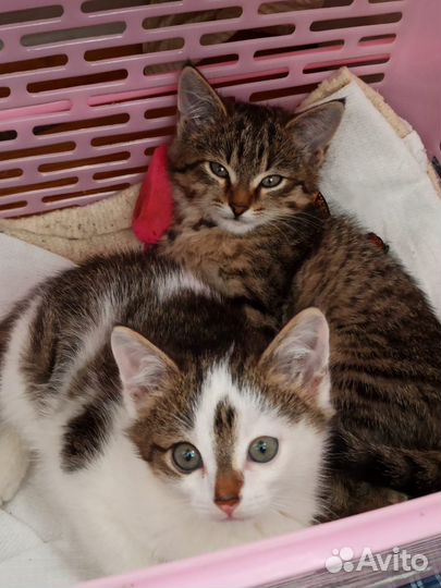 Коты в добрые руки