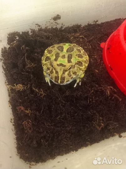 Жаба рогатка