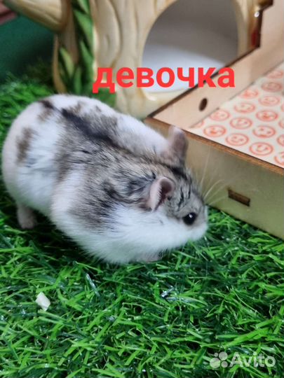 Хомячки джунгарские (кэмпбелла)