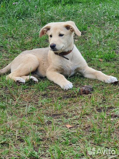 Щенок метис Барни 4 месв добрые руки бесплатно