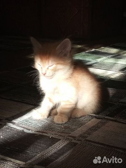 Котята (все зарезервированны)