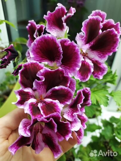 Королевская пеларгония