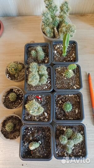 Кактусы и суккуленты