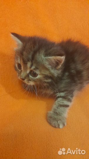 Персидская кошка