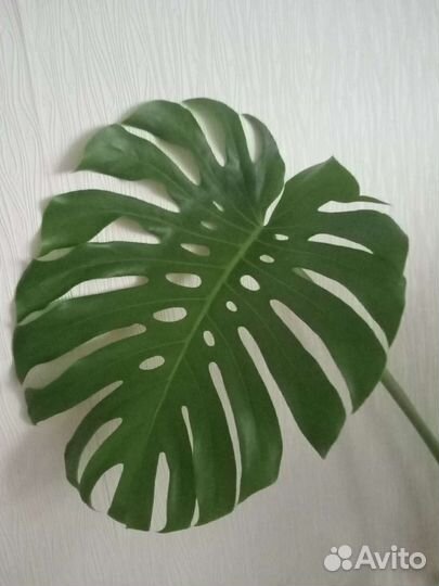 Масса комнатных растений