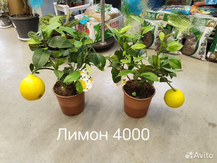 Комнатные растения