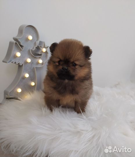 Щенки шпица