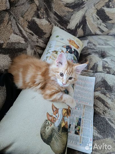 Продаются котята