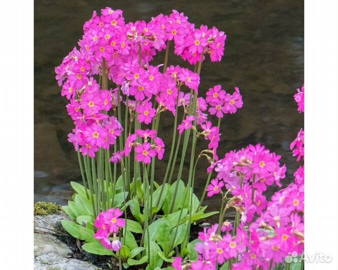 Примула высокая Rosea