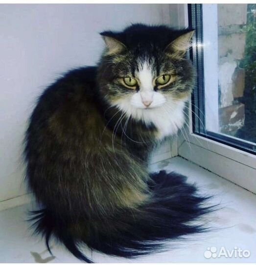 Кошечка Маруся