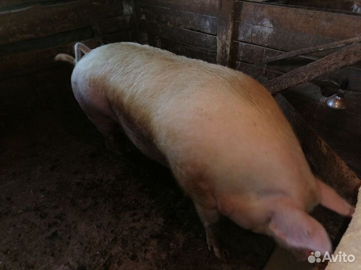 Свиноматки, хряк