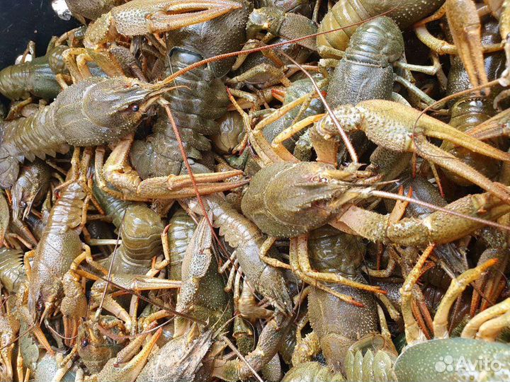 Живые раки доставка бесплатно