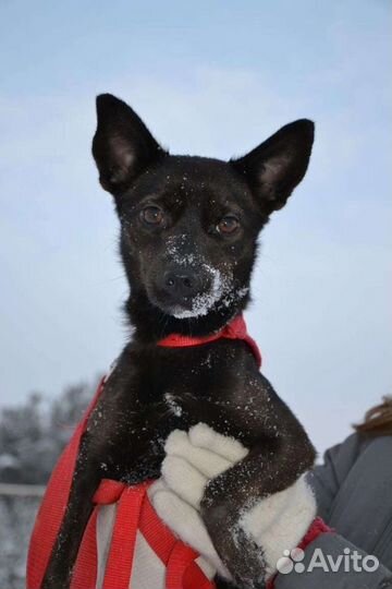 Черри ищет дом