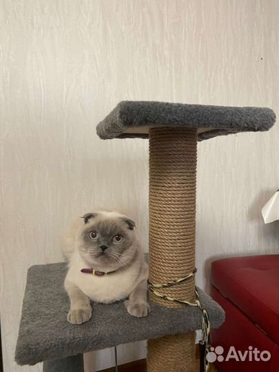 Шотланская кошка