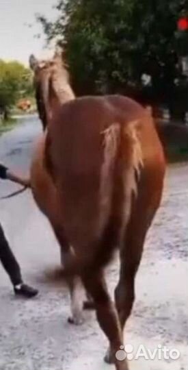 Лошади кобыла