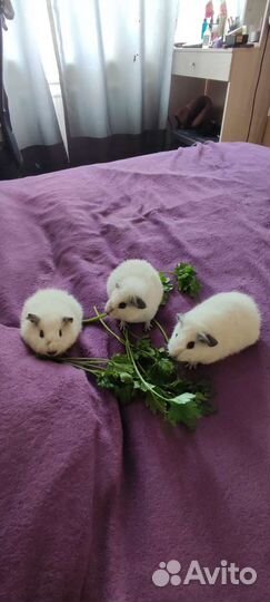 Морские свинки Тедди Калифорния