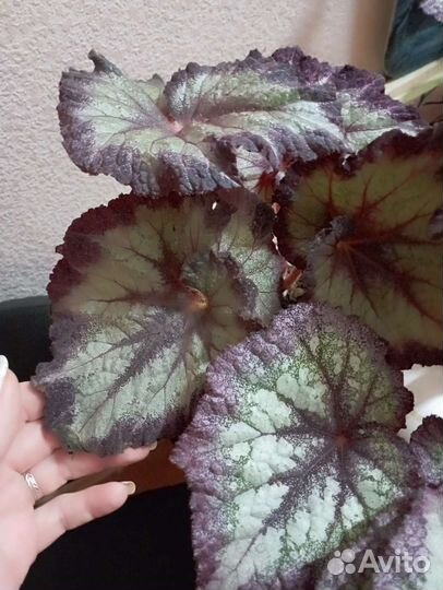 Бегония декоративно лиственная