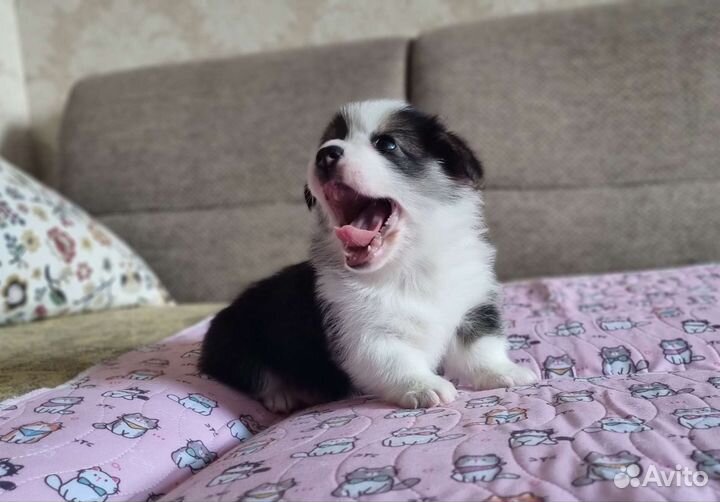 Вельш-корги пемброк