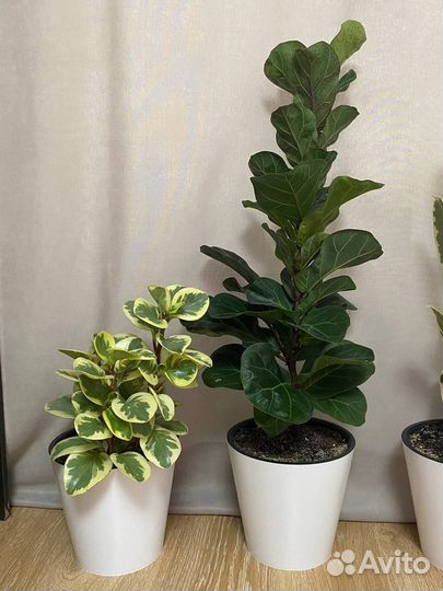 Цветы для офиса и дома