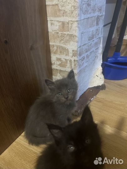 Котята мейн-кун