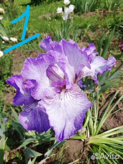Ирисы бородатые сортовые