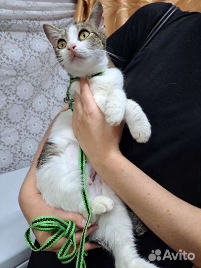 Кошка в дар стерилизованная