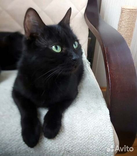 Миниатюрная черная пантерка Лиза, ждет хозяина