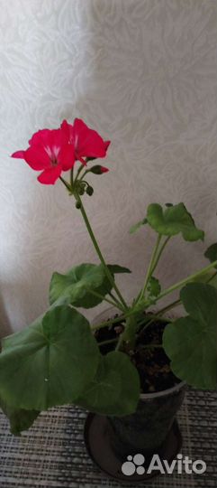 Каланхоэ, Кислица, пеларгония люстра розовая