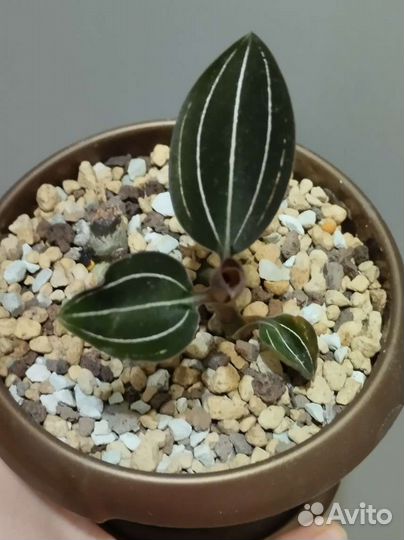 Лудизия(орхидея драгоценная)