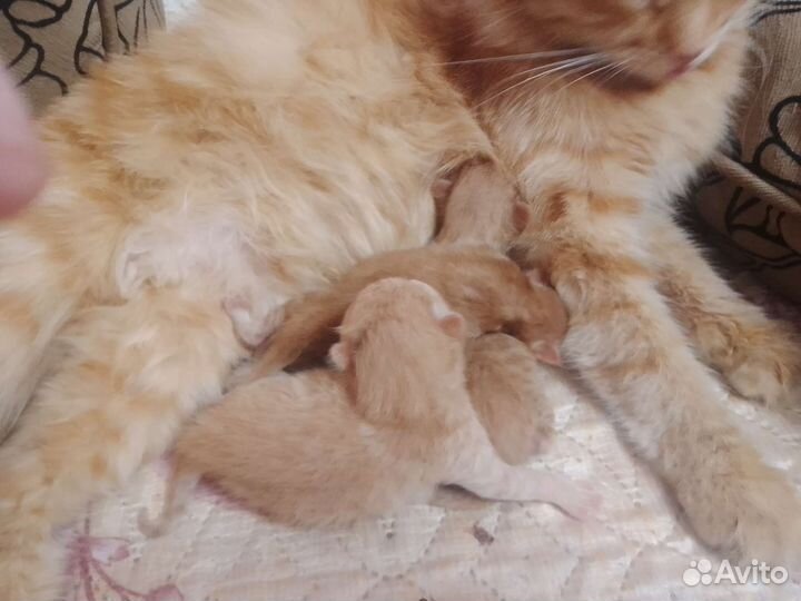 Котята сибирские