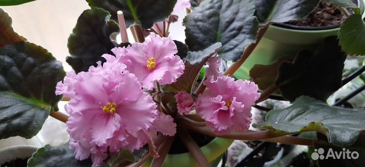 Фиалки сортовые