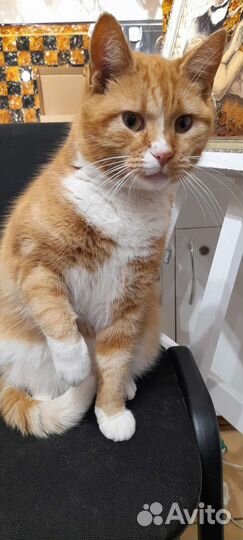 Котик. в дар. бесплатно