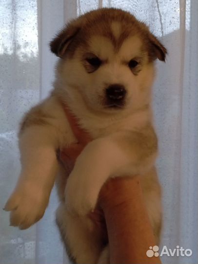 Щенки маламута