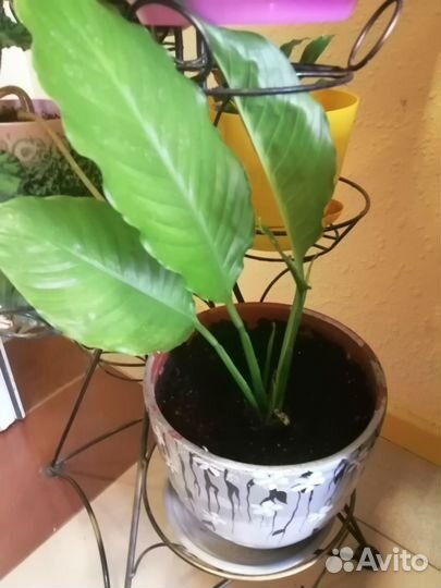 Комнатные цветы