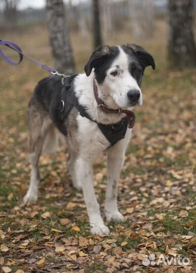 Алабай Паркер из приюта