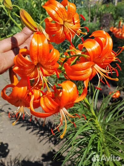 Цветы многолетние садовые