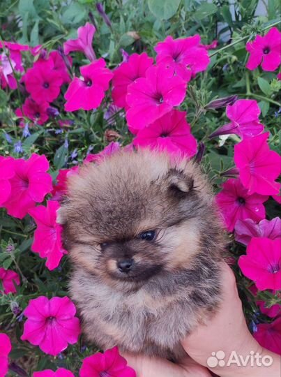 Померанский шпиц мини