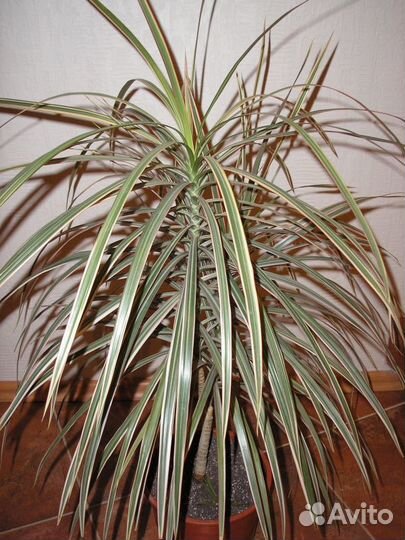 Хойя Монстера Тещин язык