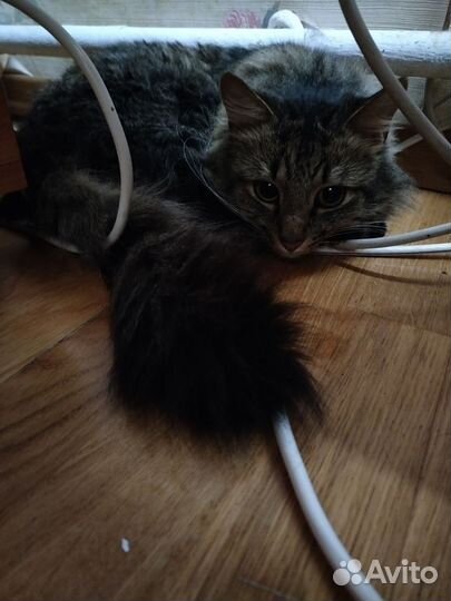 Норвежский лесной кот. Вязка