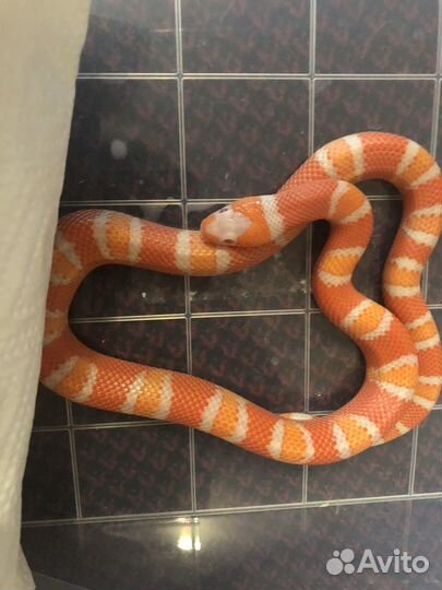 Молочная змея