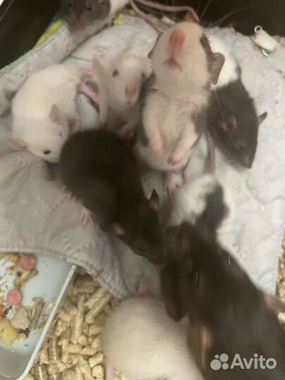 Крысята дамбо бесплатно