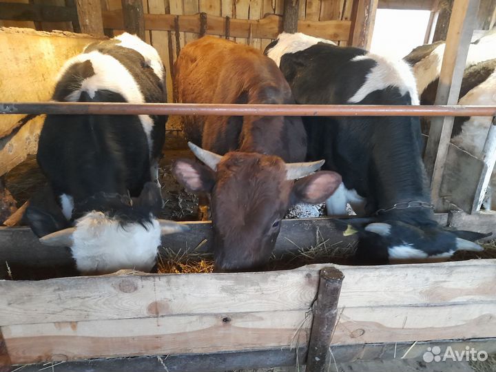 Крс Быки бычки телки