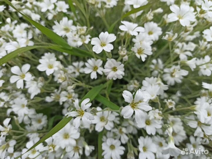 Почвопокровные растения