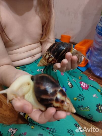 Улитки Ахатины