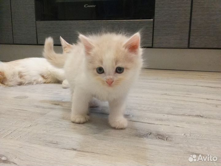 Кошка в дар бесплатно