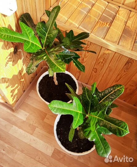 Кодиеум большой, туя, фиалки, кактусы