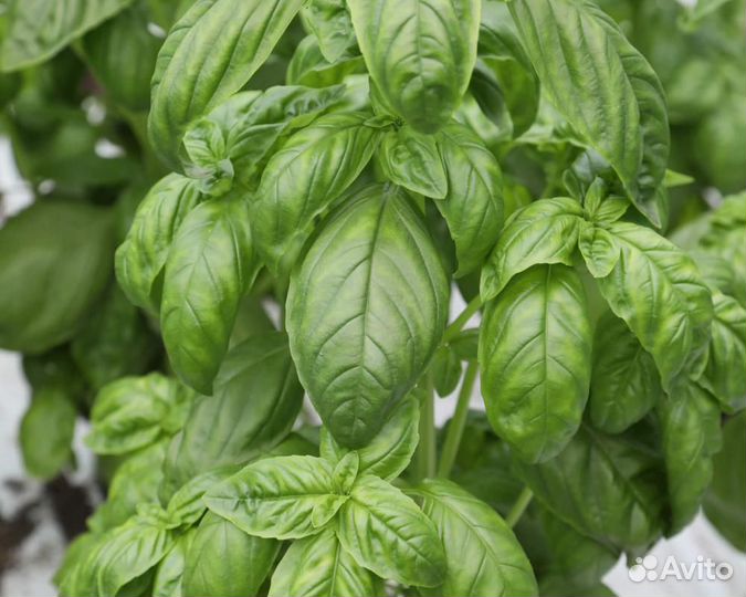 Семена Базилика 