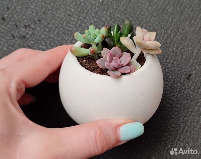 Суккуленты микс в горшочках