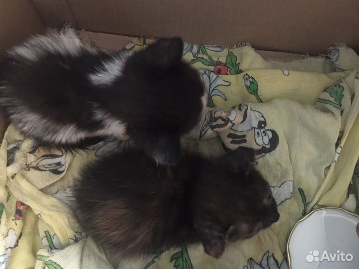 Котята в добрые руки даром