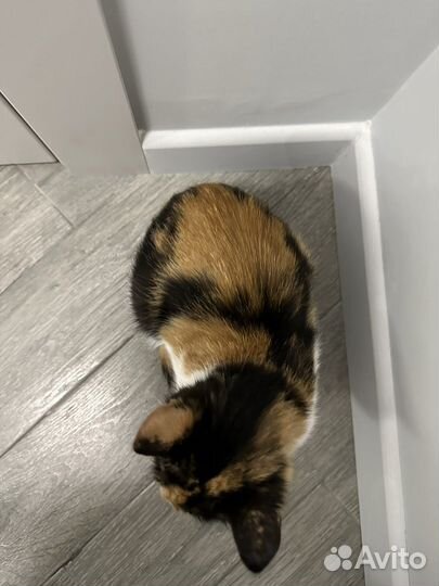 Кошка-крошка в добрые руки